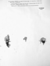 Cladonia furcata image